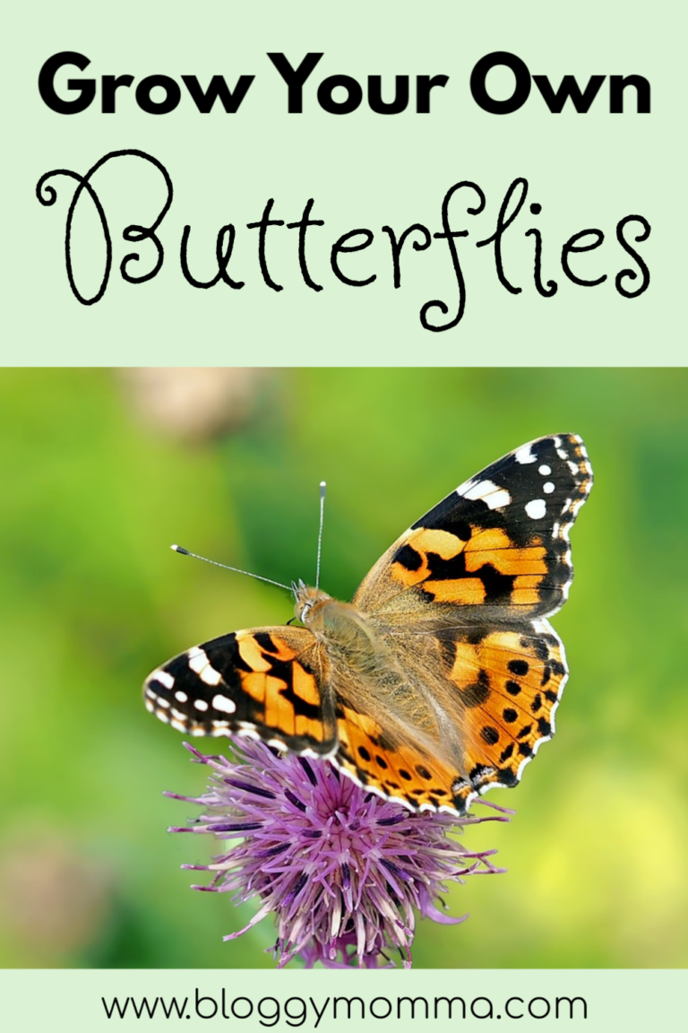 HOW TO GROW YOUR OWN BUTTERFLIES | BUTTERFLY UNIT STUDY